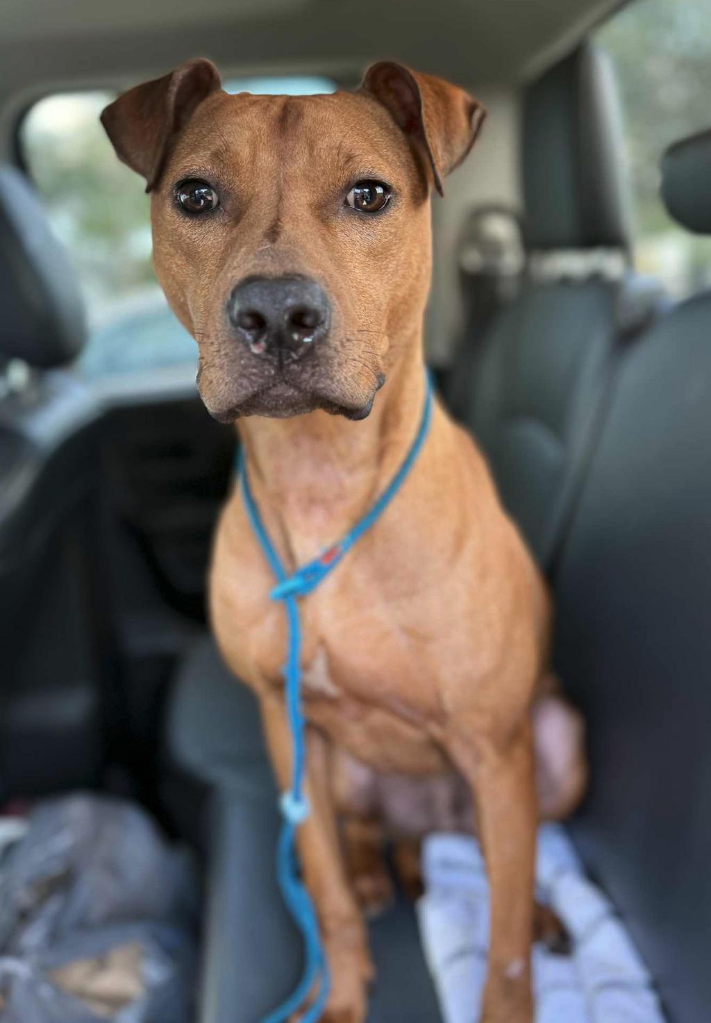 Ernie ADOPTION PENDING, a Adoptable Black Mouth Cur in Osteen, FL image 1/3