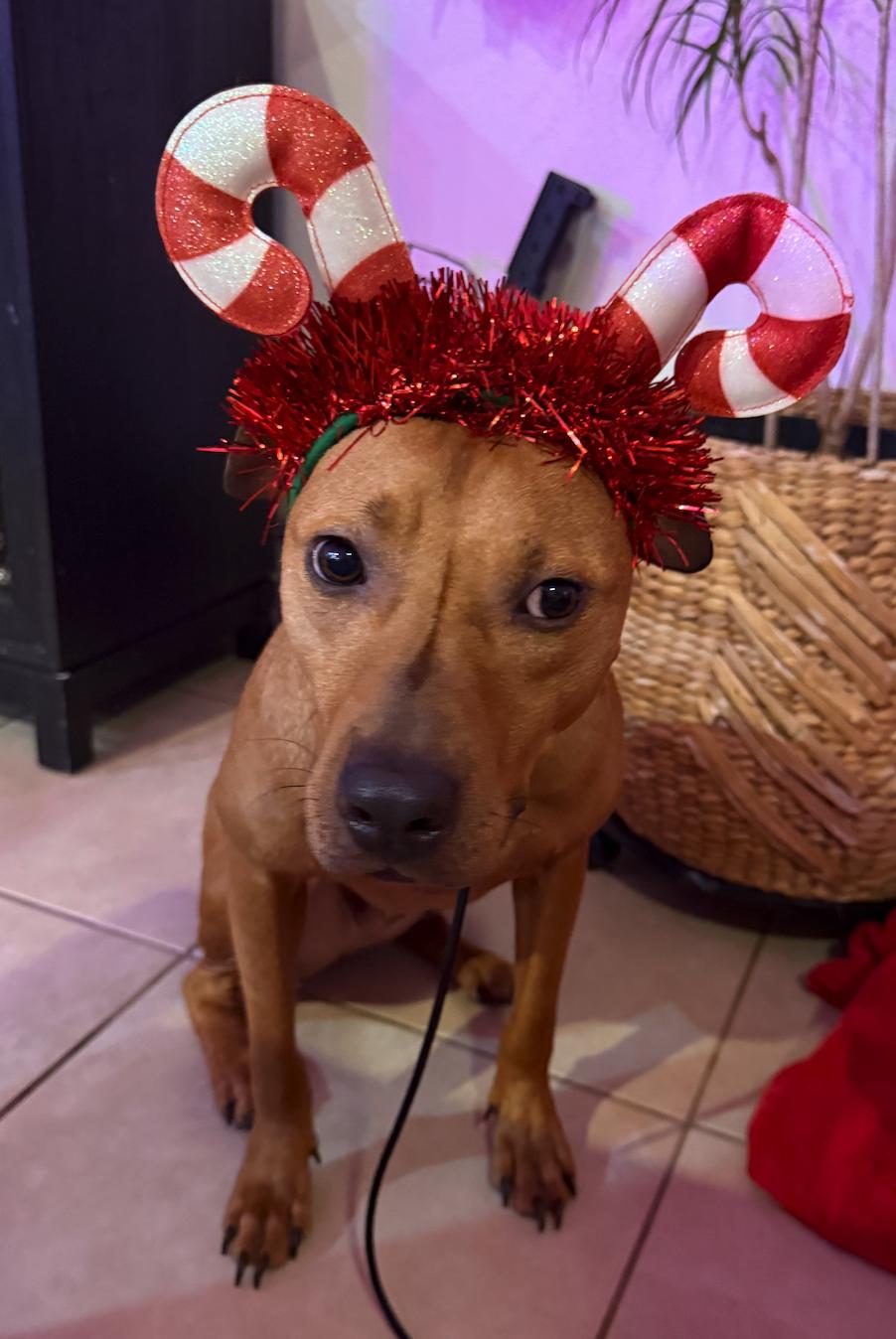 Enlarge Ernie ADOPTION PENDING, a Adoptable Black Mouth Cur in Osteen, FL image 3/3