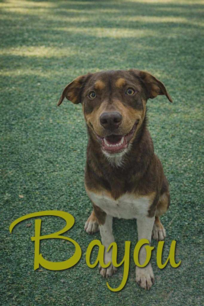 Bayou, Adoptable, Young Female Hound & Affenpinscher.