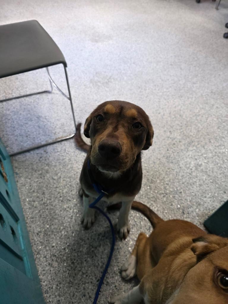 Enlarge Bayou, a Adoptable mixed breed in Livingston, LA image 2/2