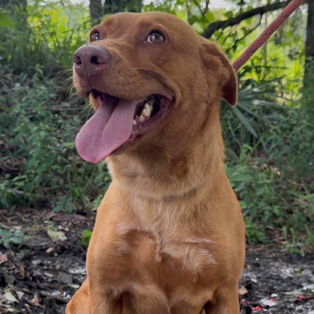 Maribella, Adoptable, Adult Female Labrador Retriever & Mixed Breed.
