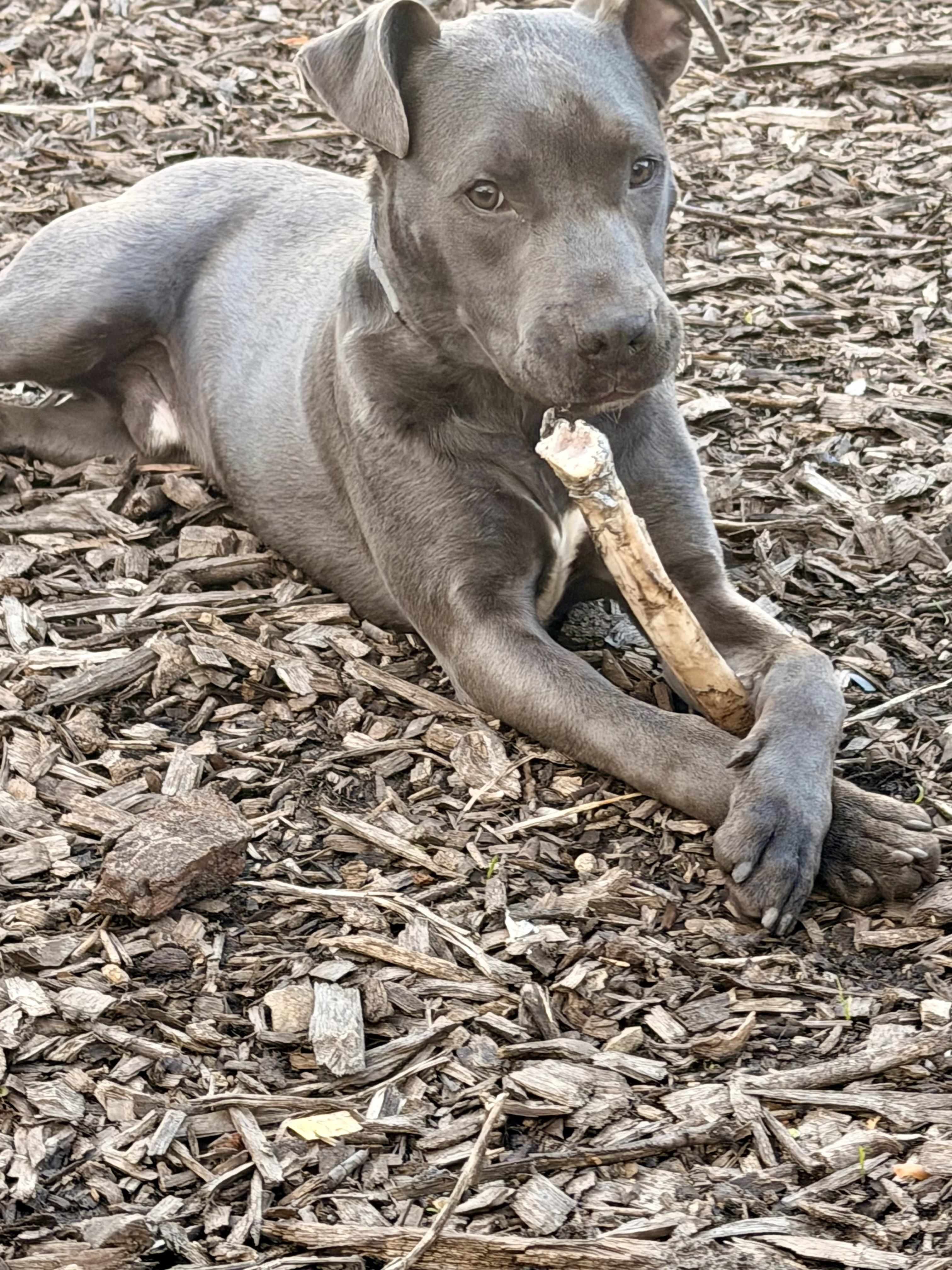 Enlarge Phoenix , a ADOPTABLE mixed breed in Monona, WI image 2/5