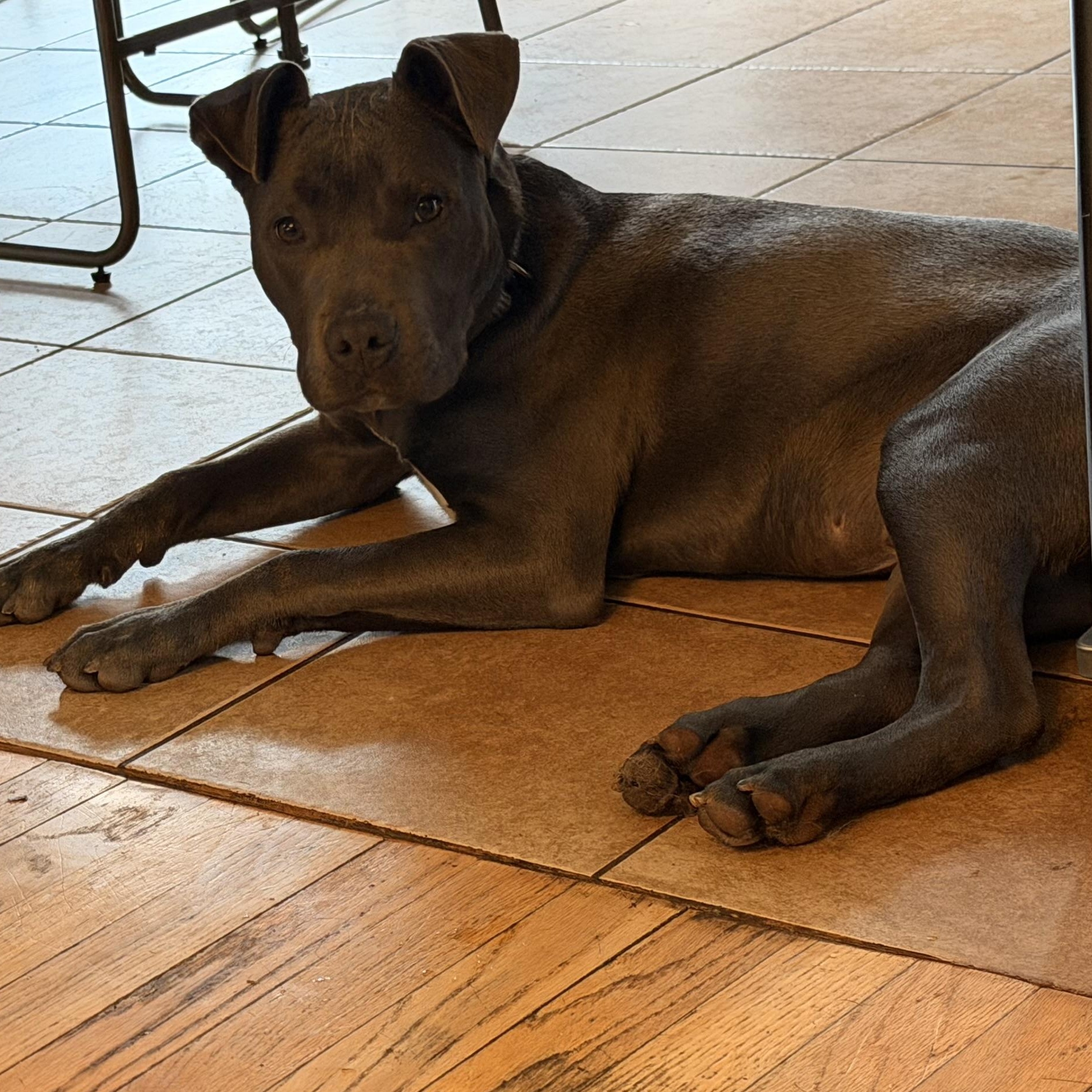 Enlarge Phoenix , a ADOPTABLE mixed breed in Monona, WI image 3/5