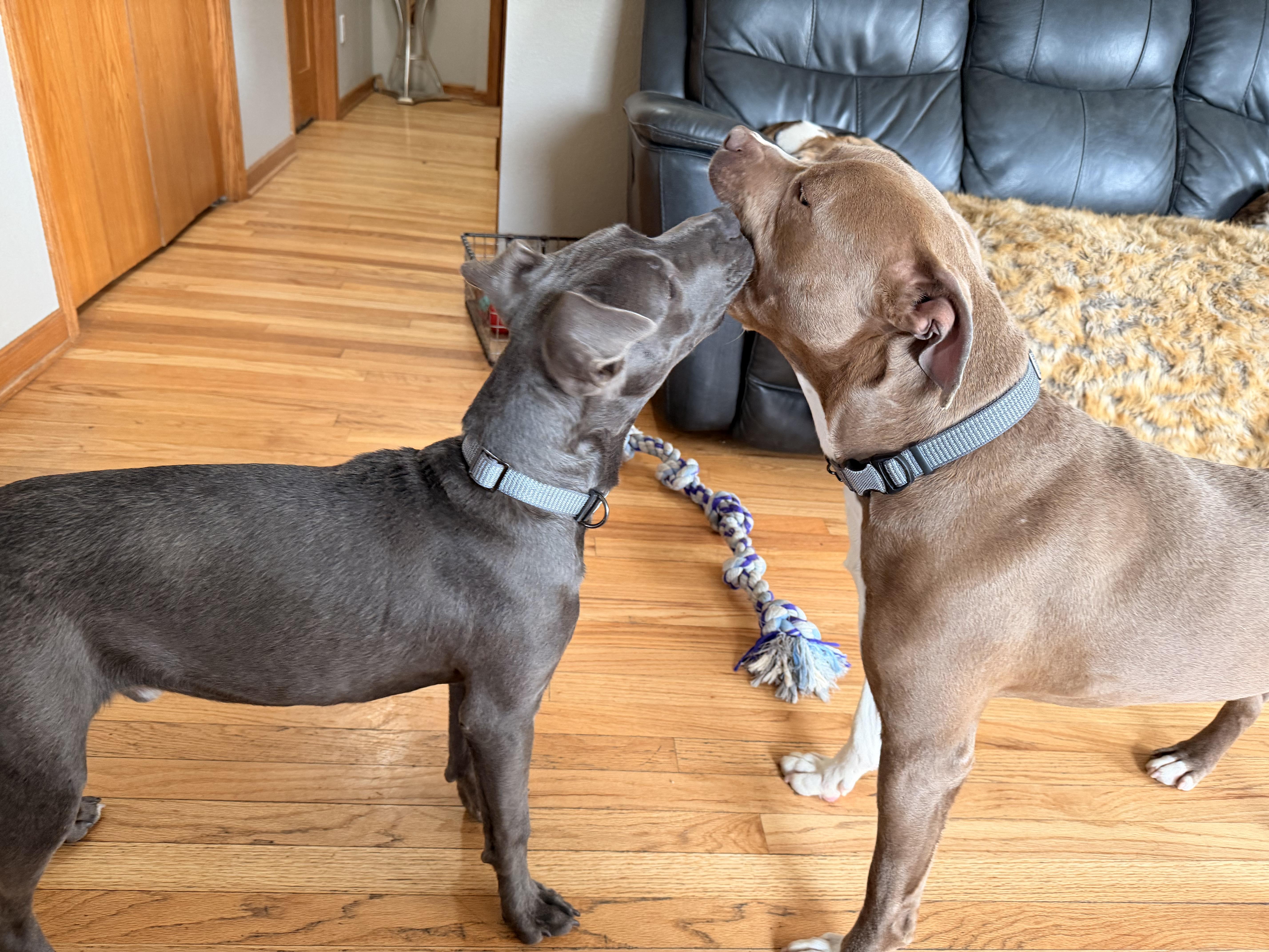 Enlarge Phoenix , a ADOPTABLE mixed breed in Monona, WI image 4/5