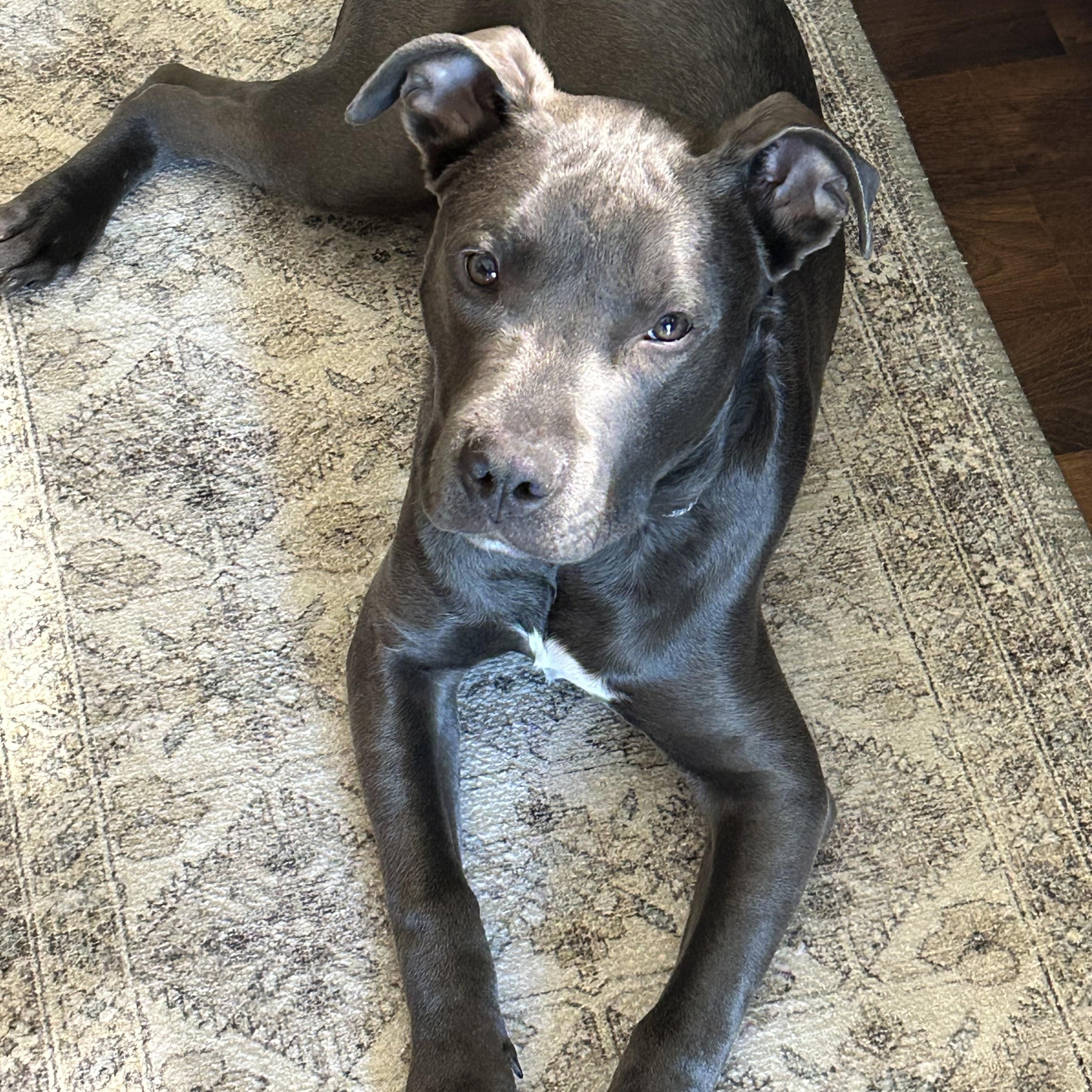 Enlarge Phoenix , a ADOPTABLE mixed breed in Monona, WI image 1/5