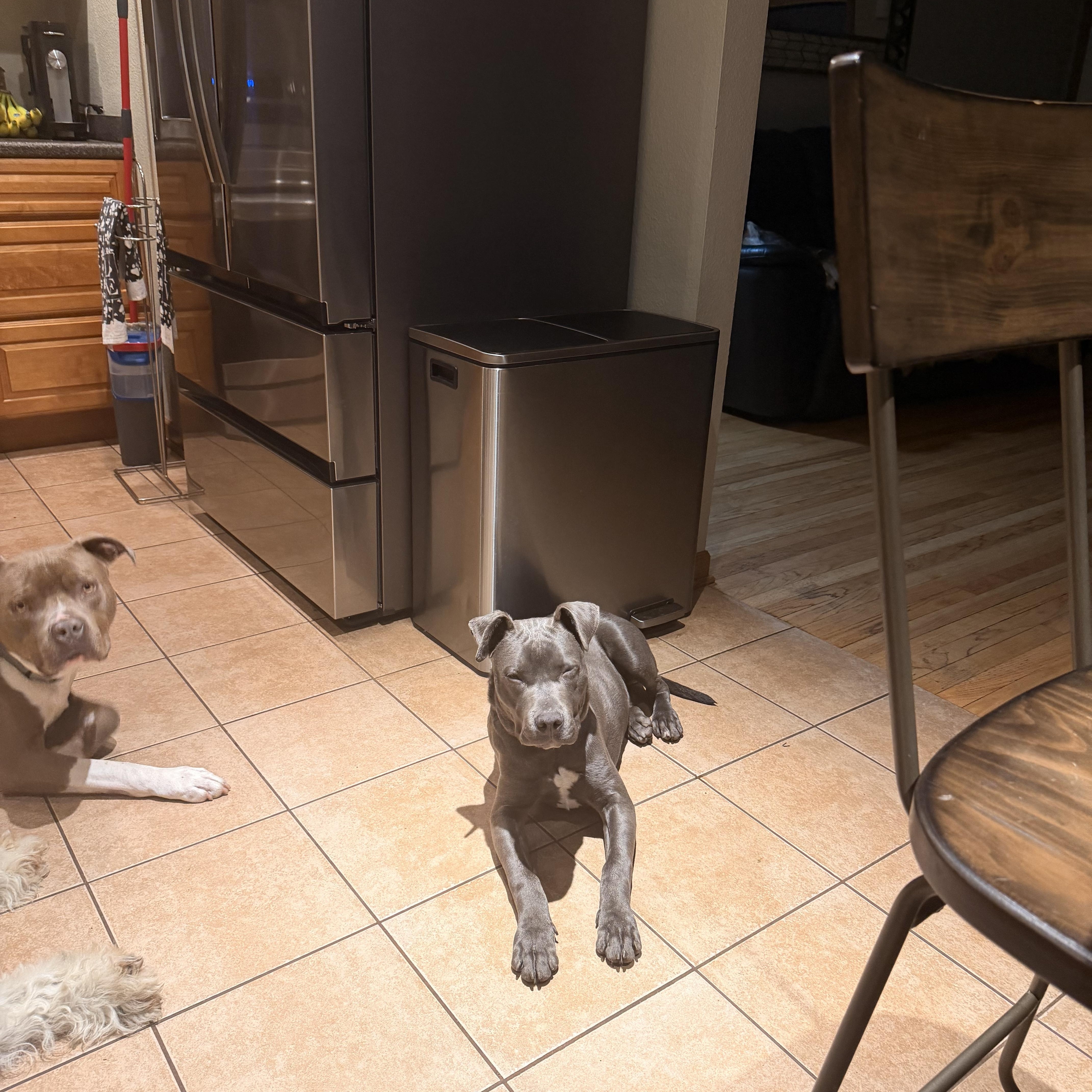 Enlarge Phoenix , a ADOPTABLE mixed breed in Monona, WI image 5/5