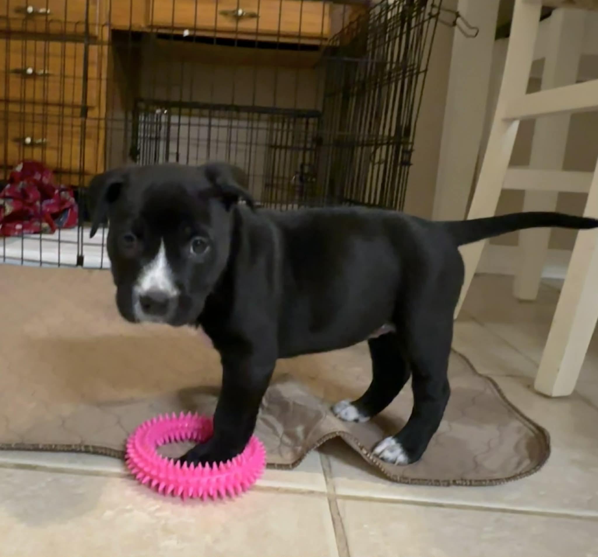 Enlarge Hope, a Adoptable mixed breed in O'Fallon, MO image 2/6