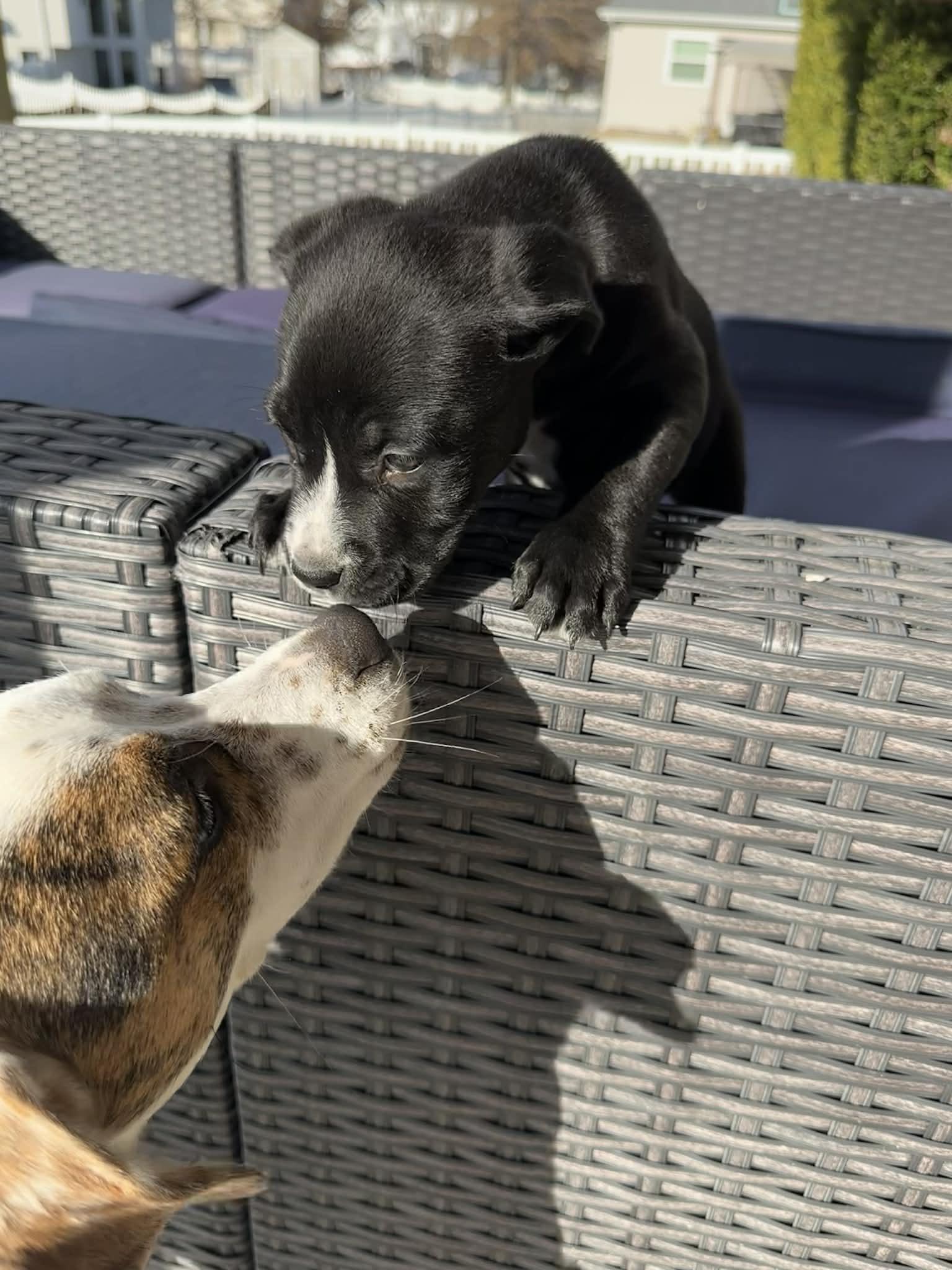 Enlarge Hope, a Adoptable mixed breed in O'Fallon, MO image 3/6