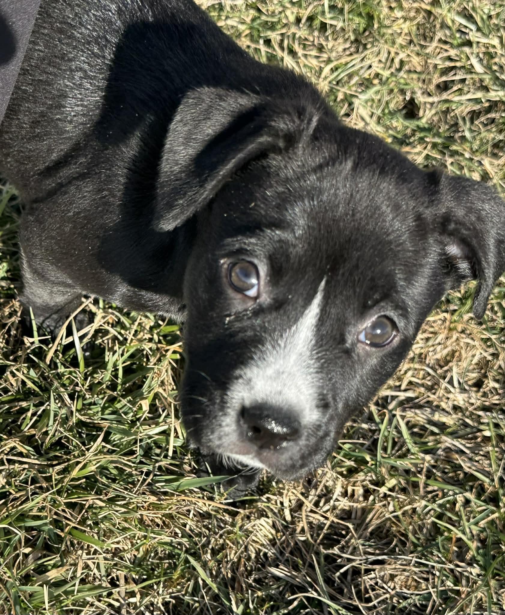 Enlarge Hope, a Adoptable mixed breed in O'Fallon, MO image 4/6