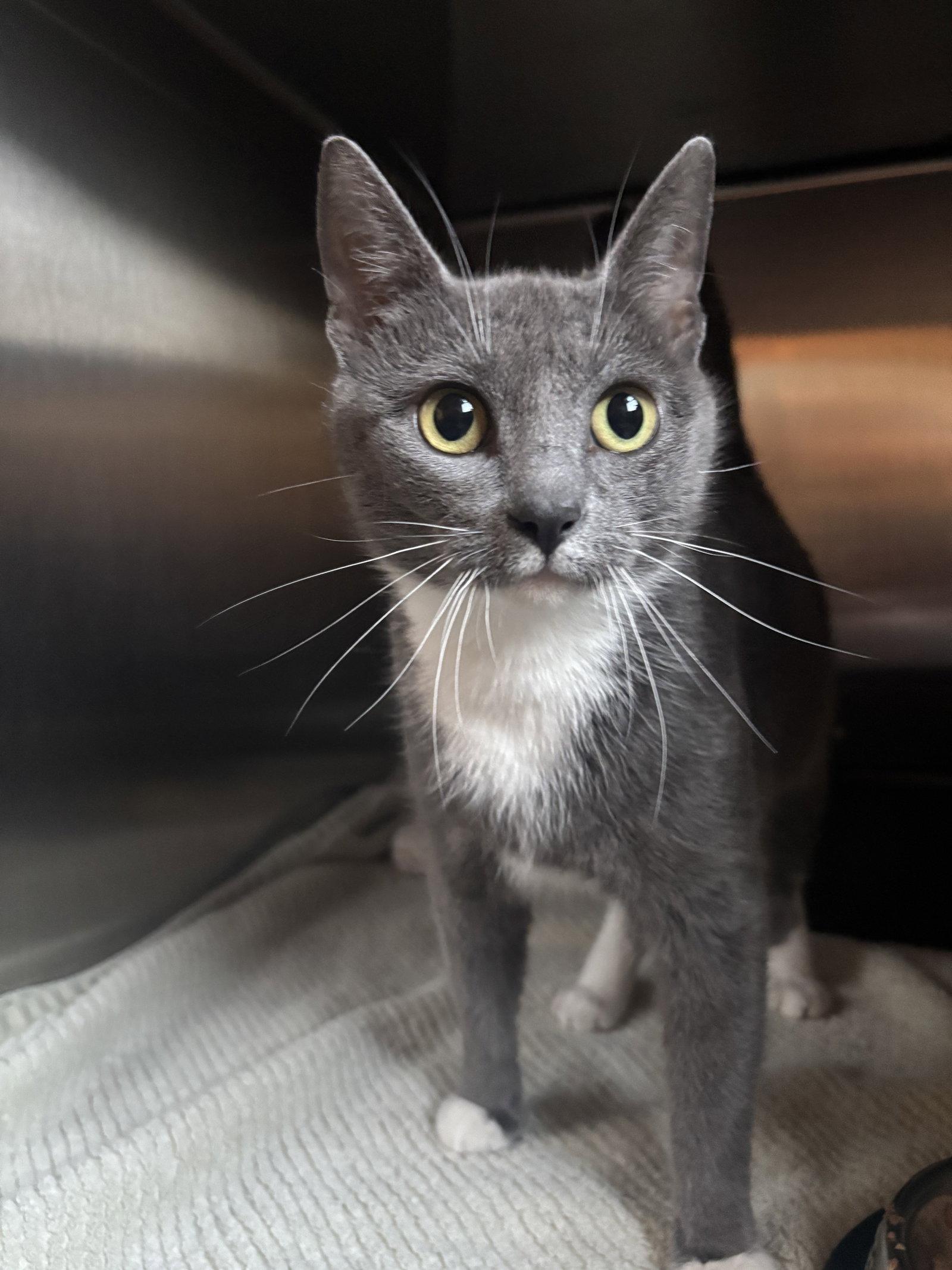 Princess Peach, Adoptable, Young Female Domestic Short Hair.