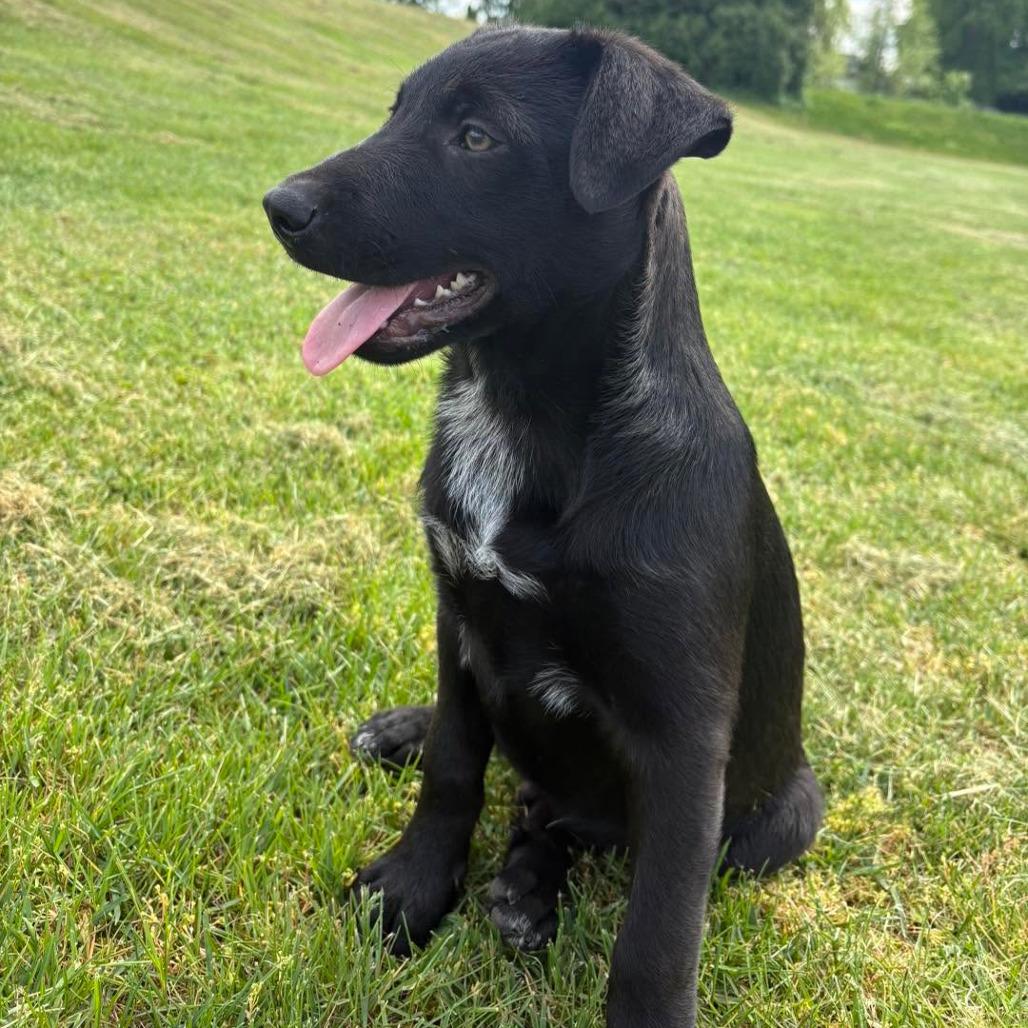 Kola, a Adoptable mixed breed in Lions Bay, BC image 3/3