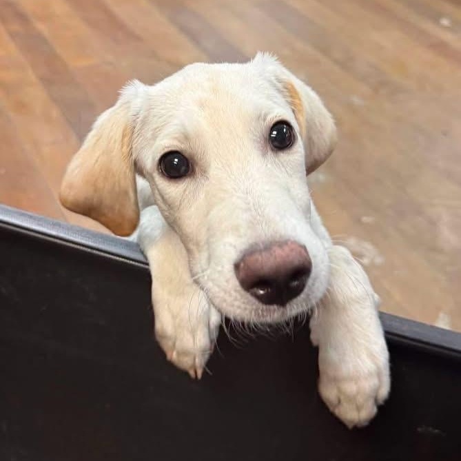 Tanner, a ADOPTABLE mixed breed in Elkton, MD image 2/2
