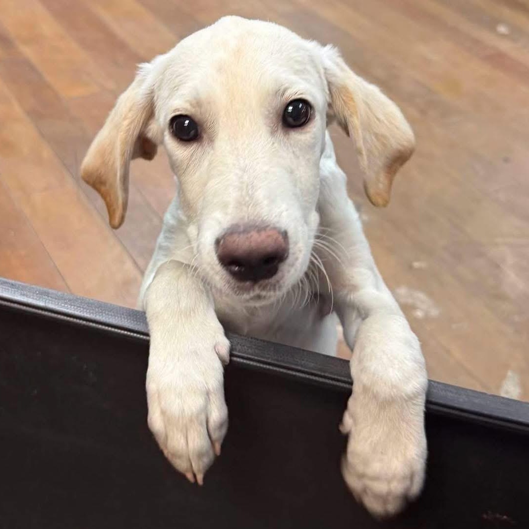 Tanner, ADOPTABLE, Puppy Male Labrador Retriever & Hound.