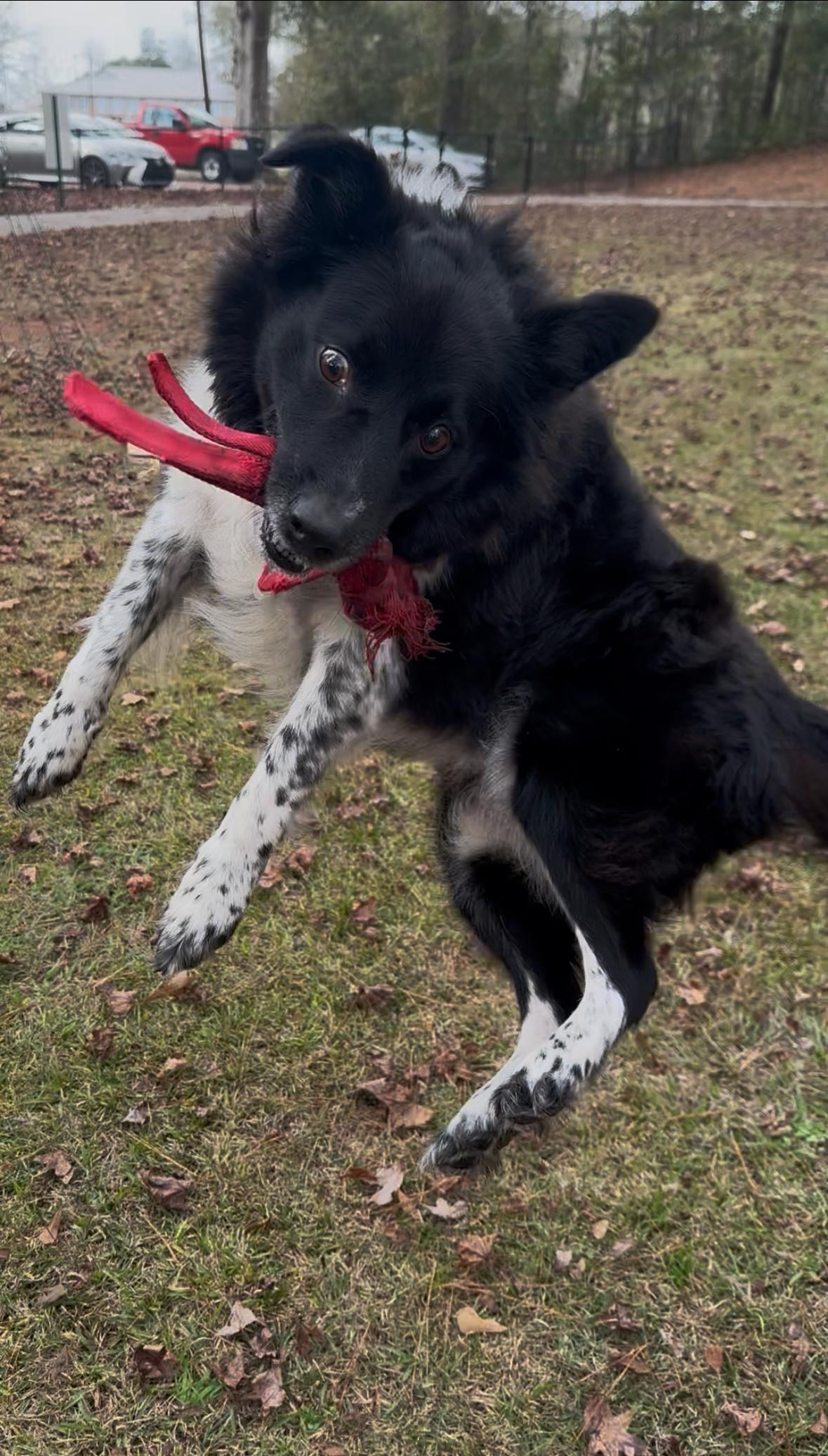 Ari, a Adoptable mixed breed in Jackson, MS image 4/6