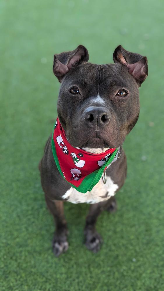 Bruno, Adoptable, Adult Male Pit Bull Terrier.