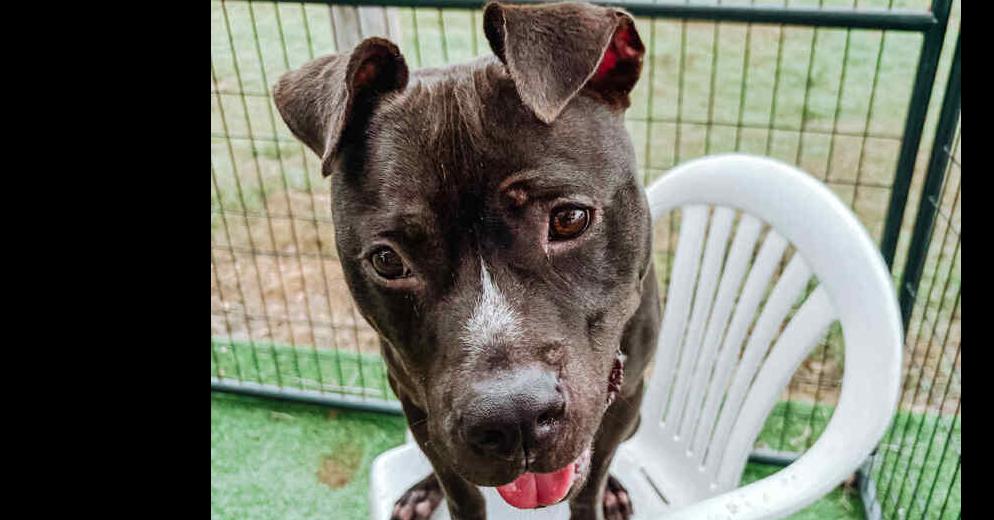 Enlarge Bruno, a Adoptable mixed breed in Lakeland, FL image 2/6