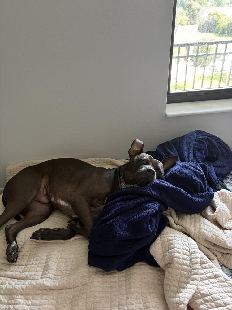 Bruno, a Adoptable mixed breed in Lakeland, FL image 2/6