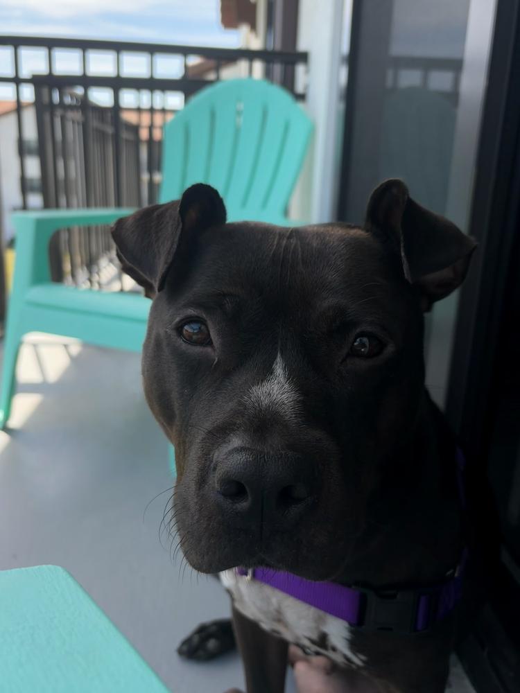 Enlarge Bruno, a Adoptable mixed breed in Lakeland, FL image 3/6