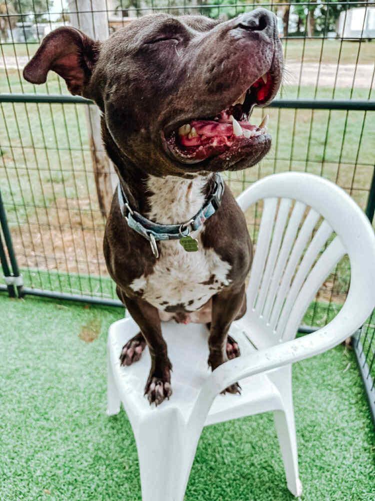 Enlarge Bruno, a Adoptable mixed breed in Lakeland, FL image 3/6