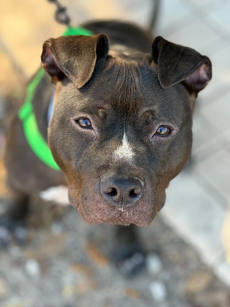 Enlarge Bruno, a Adoptable mixed breed in Lakeland, FL image 4/6