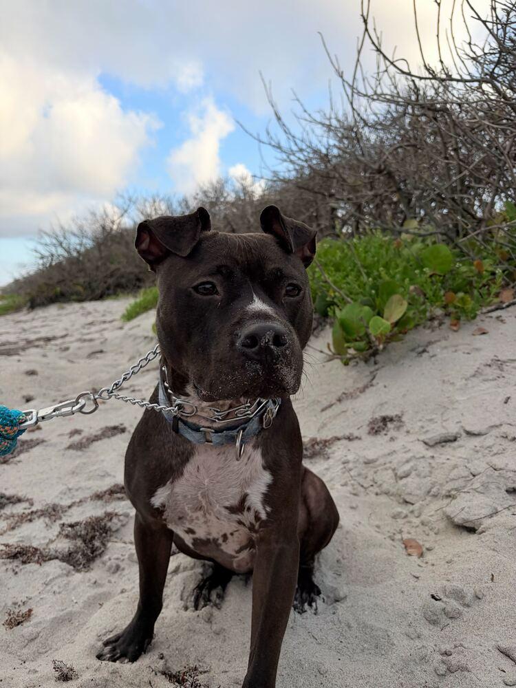 Bruno, a Adoptable mixed breed in Lakeland, FL image 5/6