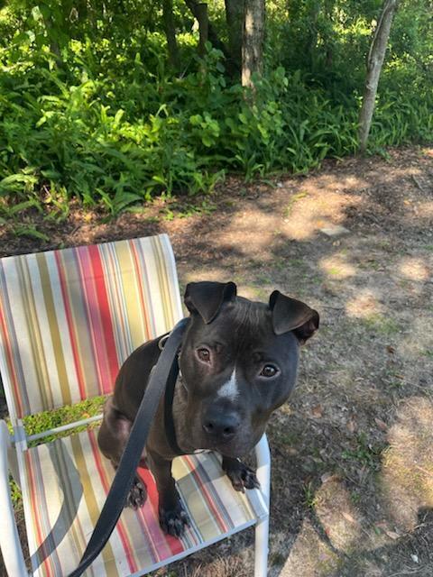 Enlarge Bruno, a Adoptable mixed breed in Lakeland, FL image 5/6