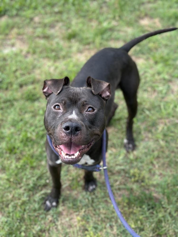 Enlarge Bruno, a Adoptable mixed breed in Lakeland, FL image 6/6