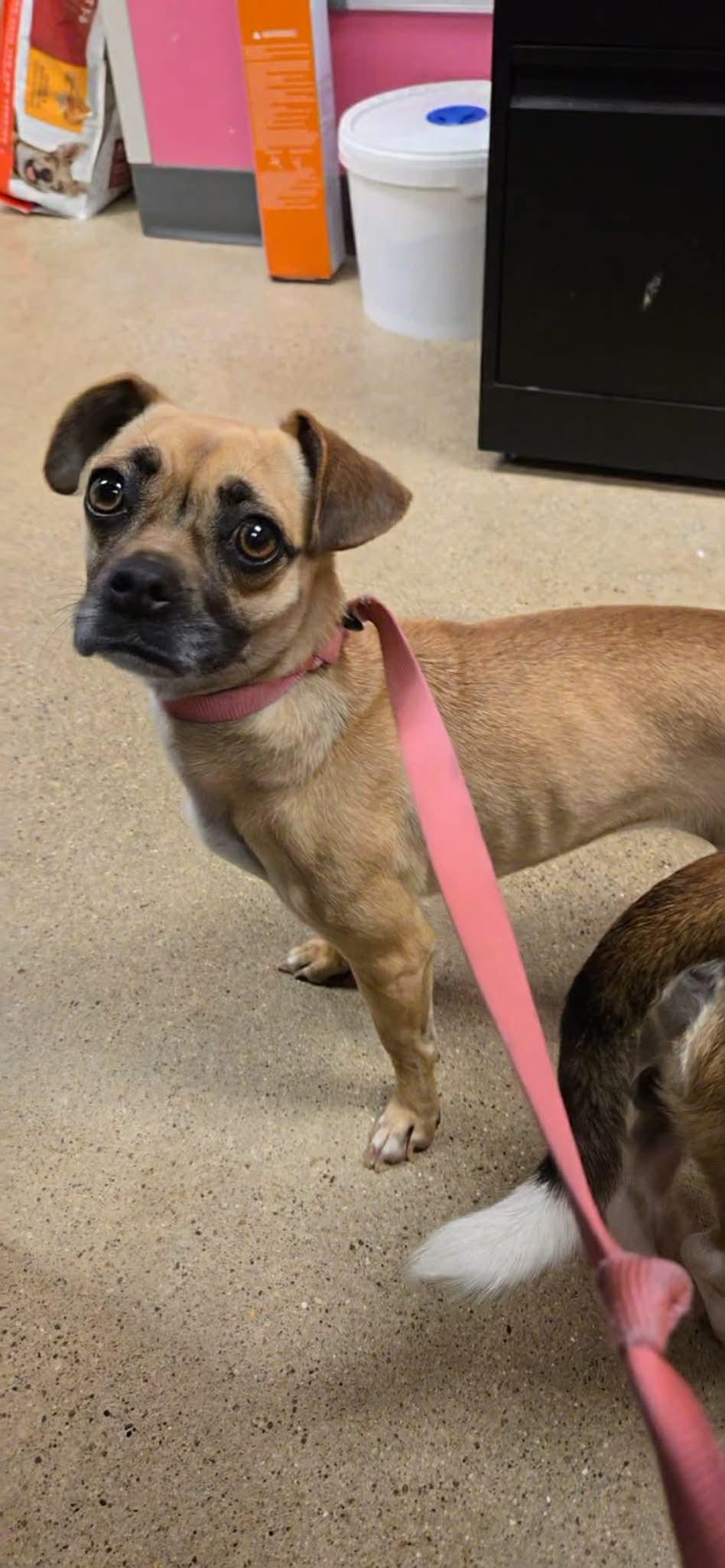 Lea, a ADOPTABLE mixed breed in Cedar Rapids, IA image 4/5