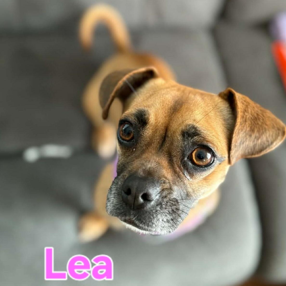 Lea, a ADOPTABLE mixed breed in Cedar Rapids, IA image 1/5