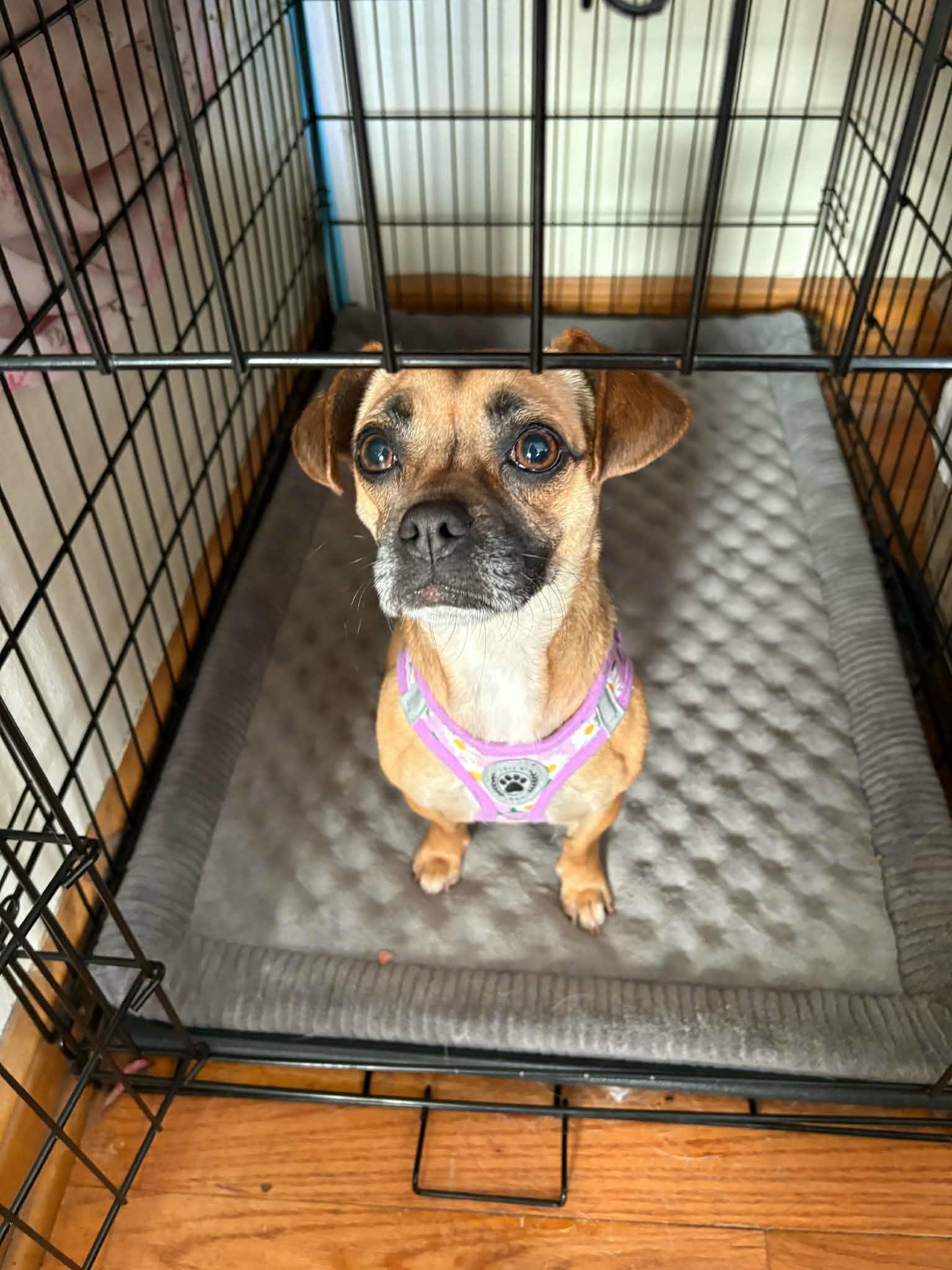 Lea, a ADOPTABLE mixed breed in Cedar Rapids, IA image 5/5