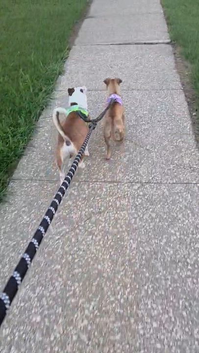 Enlarge Lea, a ADOPTABLE mixed breed in Cedar Rapids, IA video 3/5
