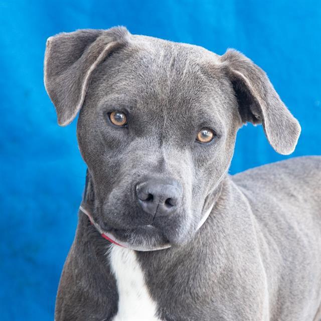 Enlarge PEPPER, a Adoptable Pit Bull Terrier in Baldwin Park, CA image 2/3