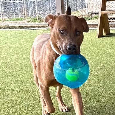 Rudolf — thumbnail 2