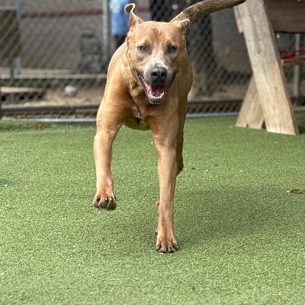 Rudolf — thumbnail 3