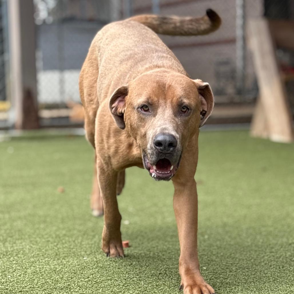 Rudolf — thumbnail 4