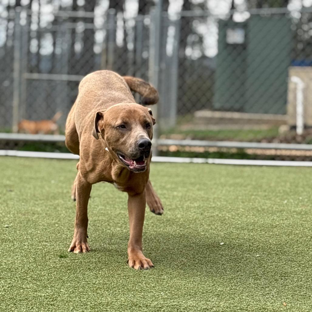 Rudolf — thumbnail 5