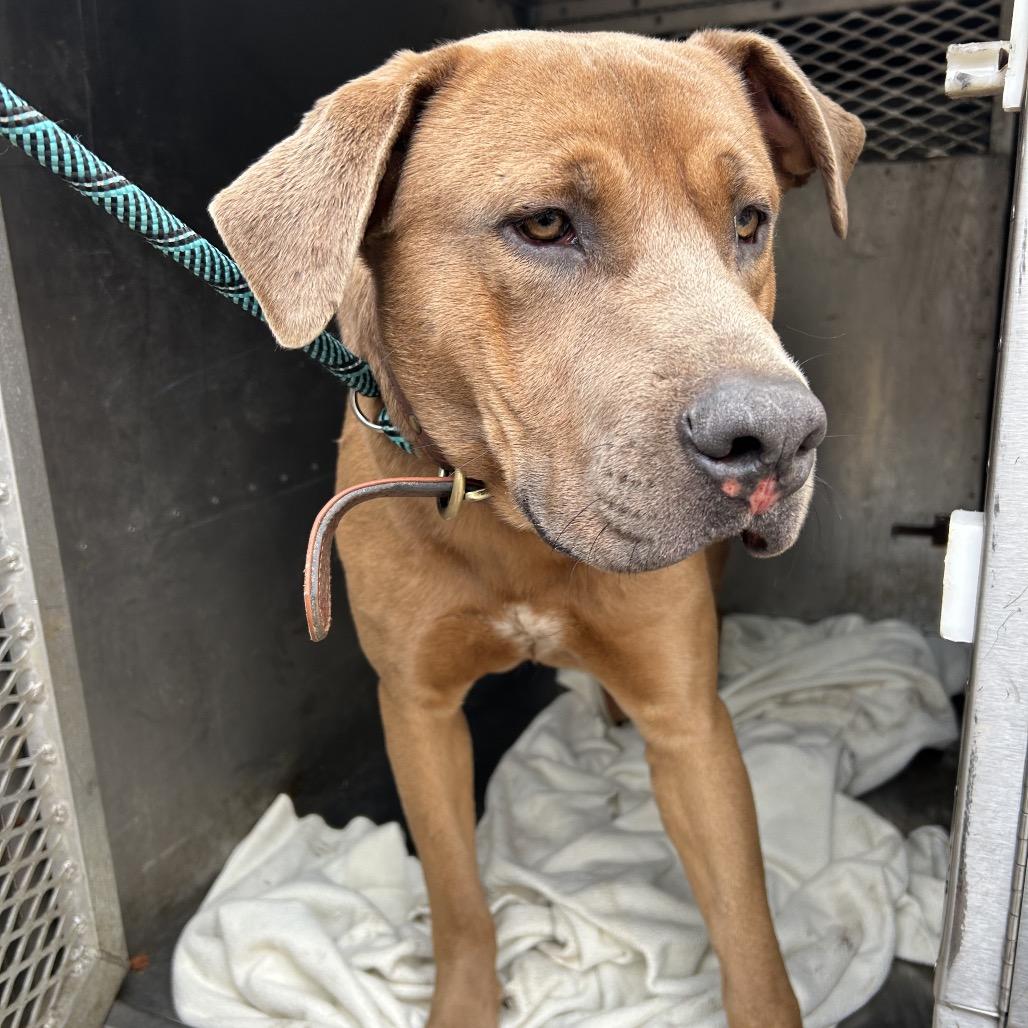 Rudolf — thumbnail 6