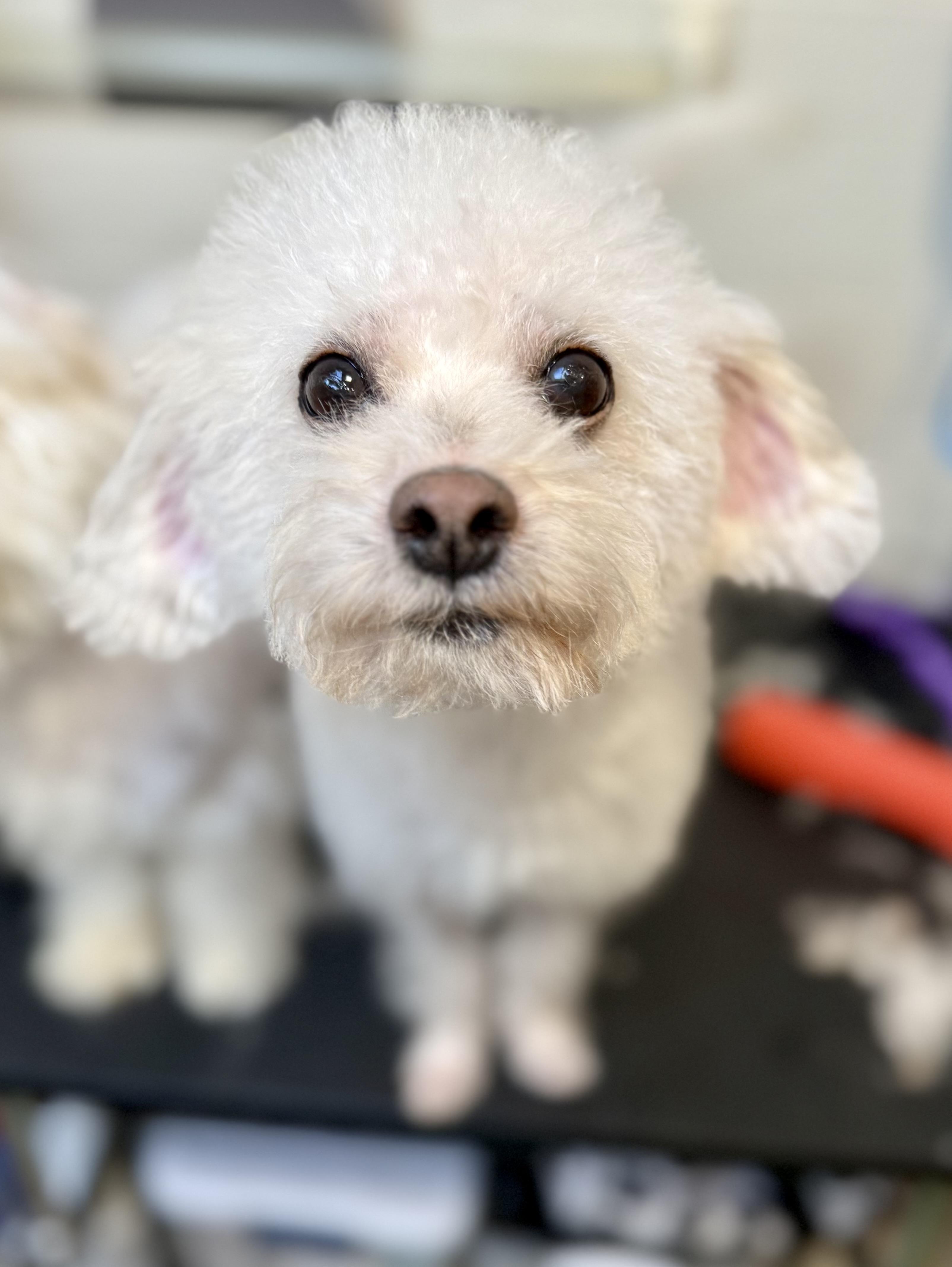 Suitor, a ADOPTABLE mixed breed in Tomkins Cove, NY image 4/5