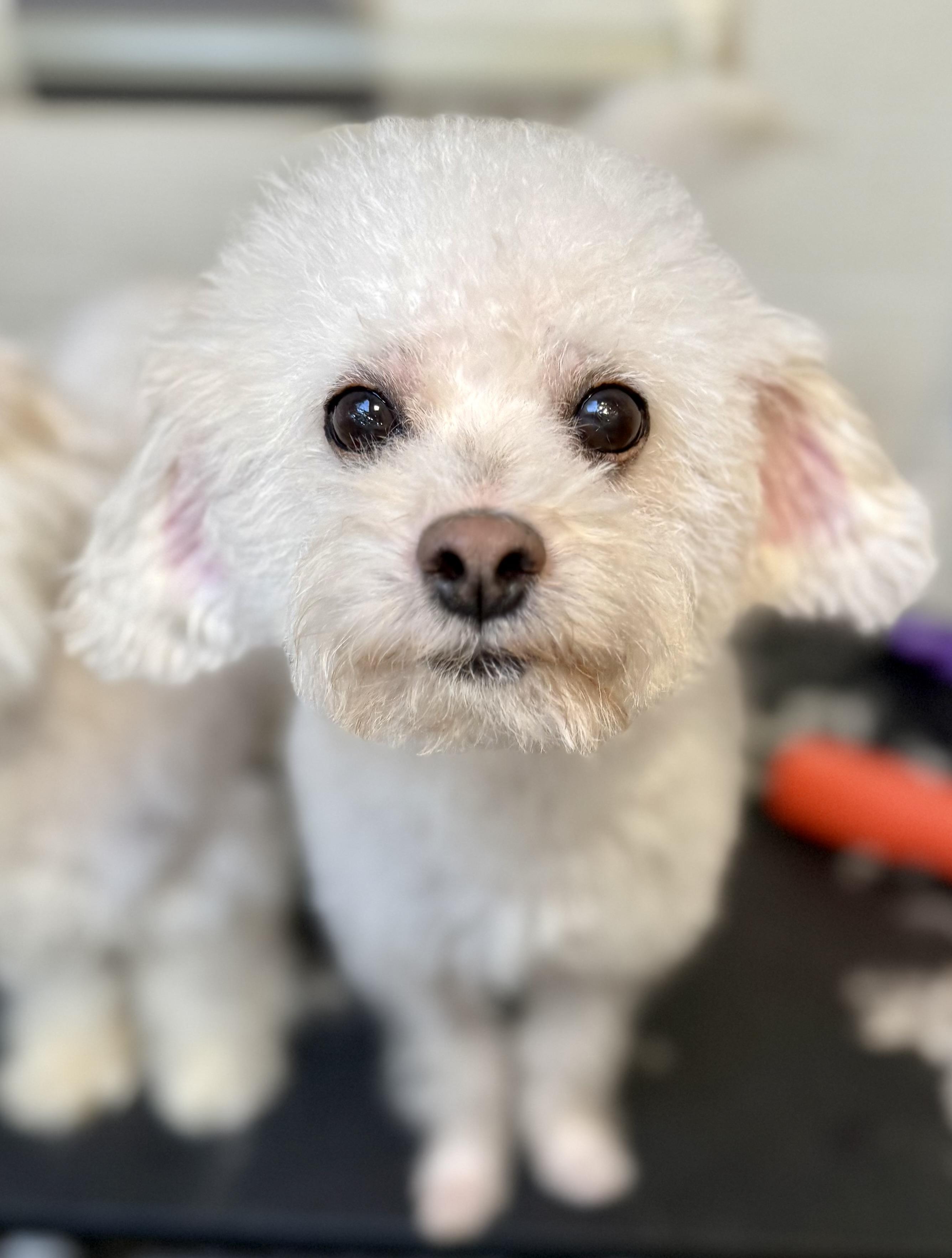 Suitor, a ADOPTABLE mixed breed in Tomkins Cove, NY image 1/5
