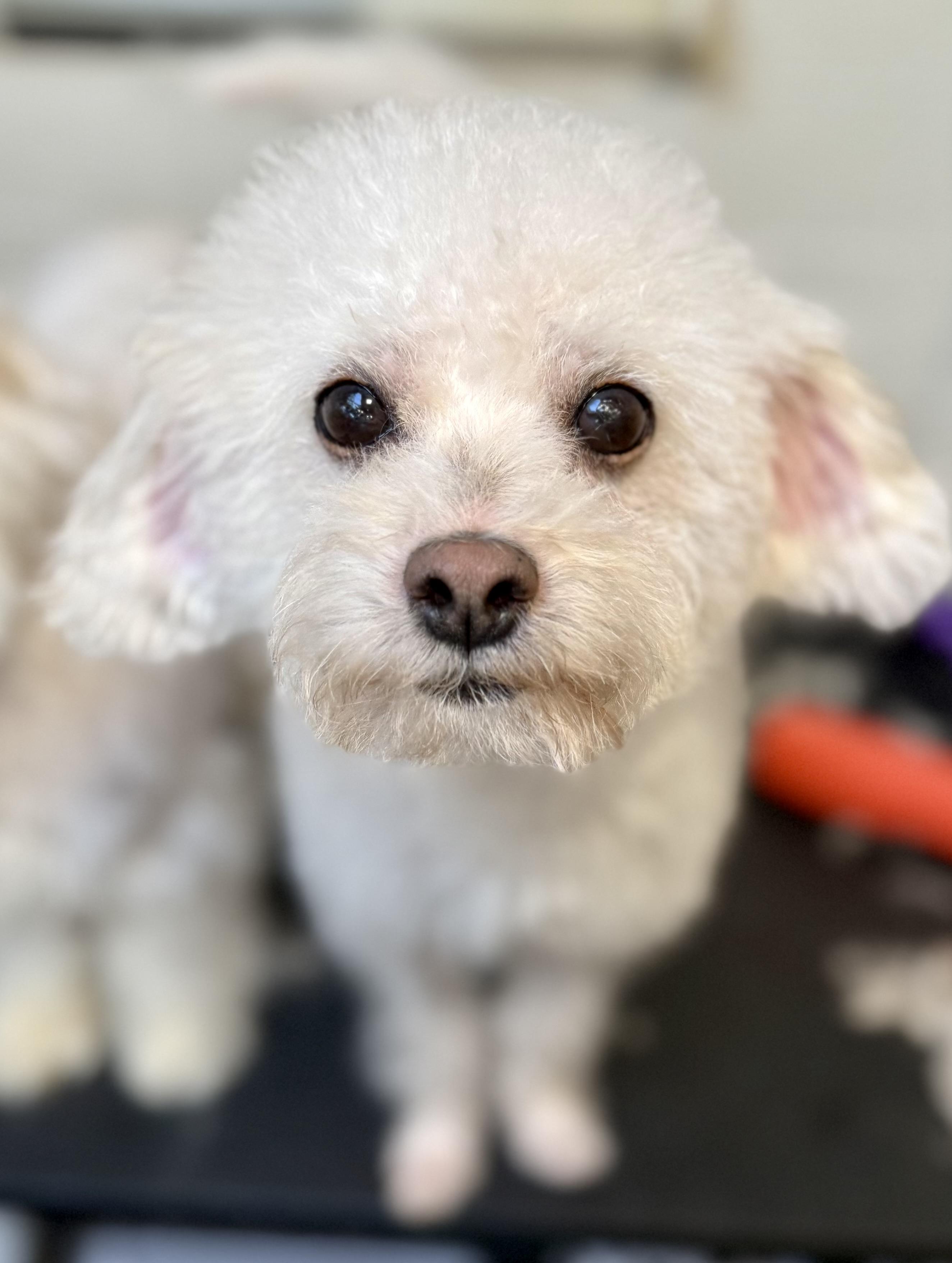 Suitor, a ADOPTABLE mixed breed in Tomkins Cove, NY image 2/5