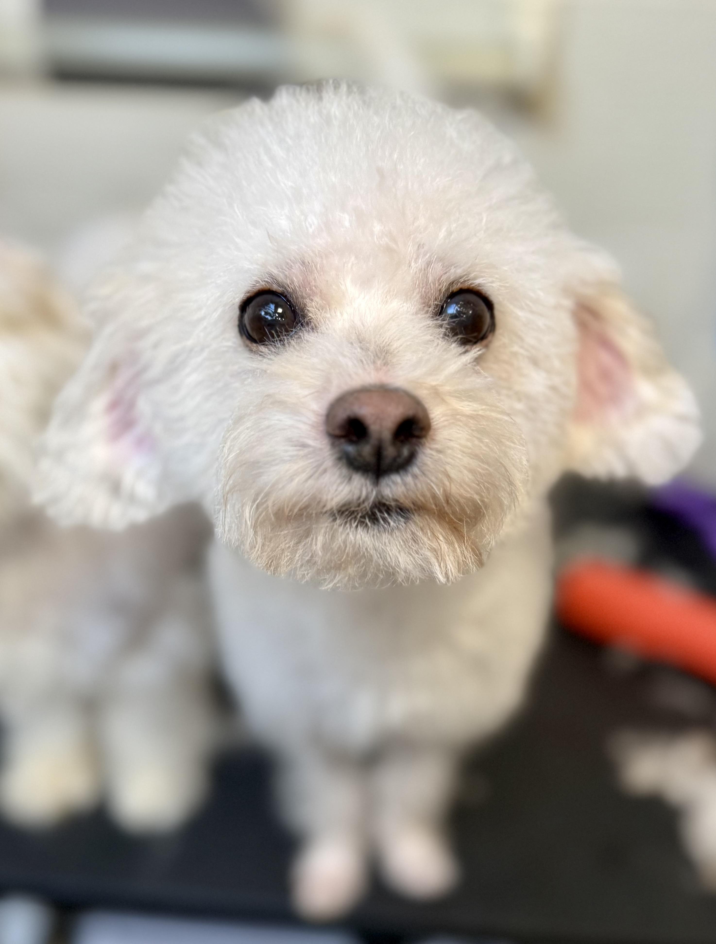 Suitor, a ADOPTABLE mixed breed in Tomkins Cove, NY image 3/5