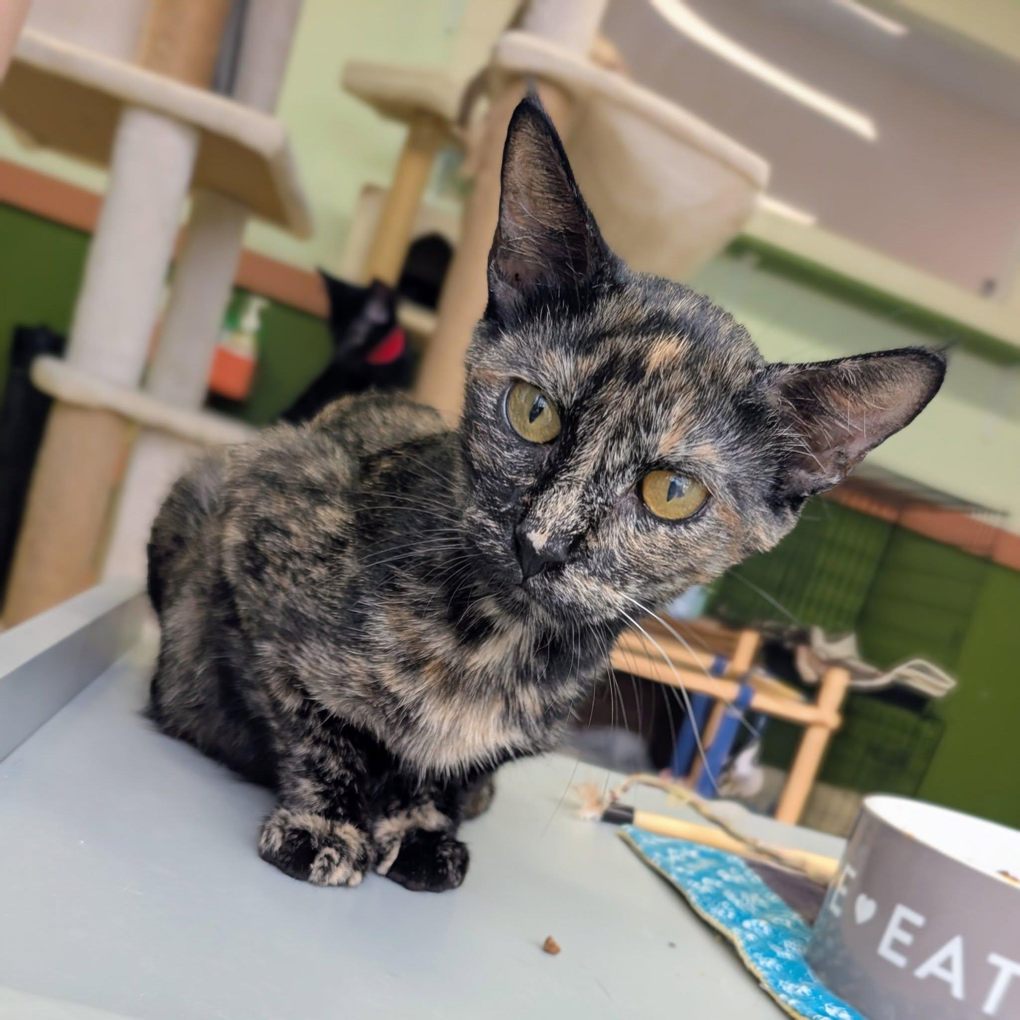 Tortellini, ADOPTABLE, Adult Female Domestic Short Hair.