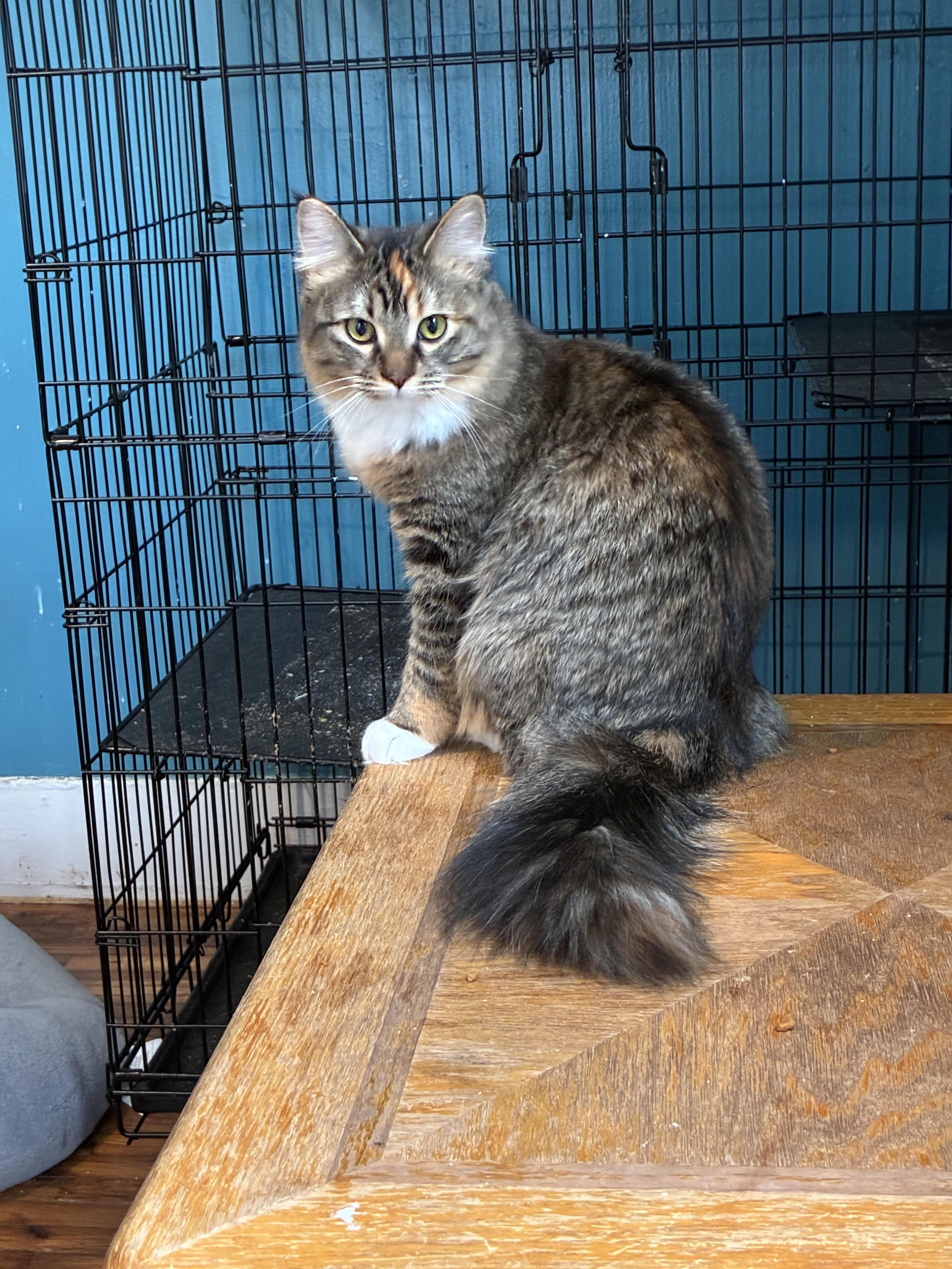 Enlarge Petunia, an adoption pending mixed breed in Howell, MI image 1/2