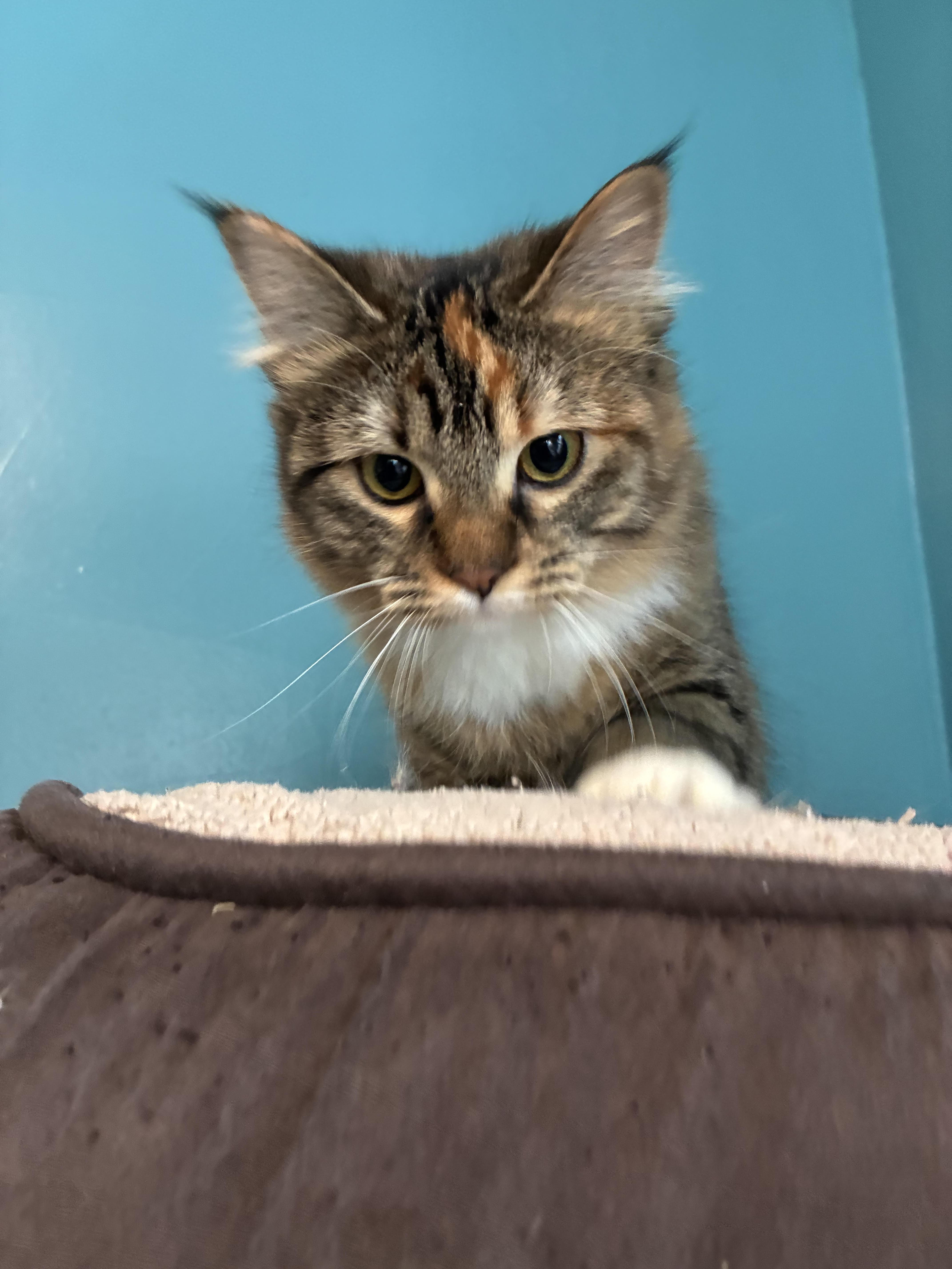 Enlarge Petunia, an adoption pending mixed breed in Howell, MI image 2/2