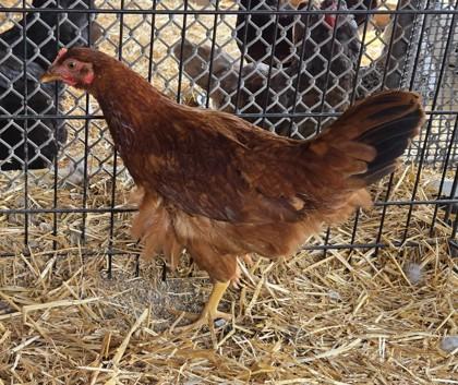 Reba, Adoptable, Baby Female Chicken.