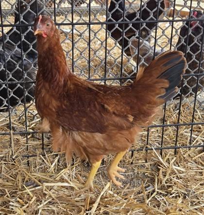 Reba, a Adoptable Chicken in West Seneca, NY image 2/2
