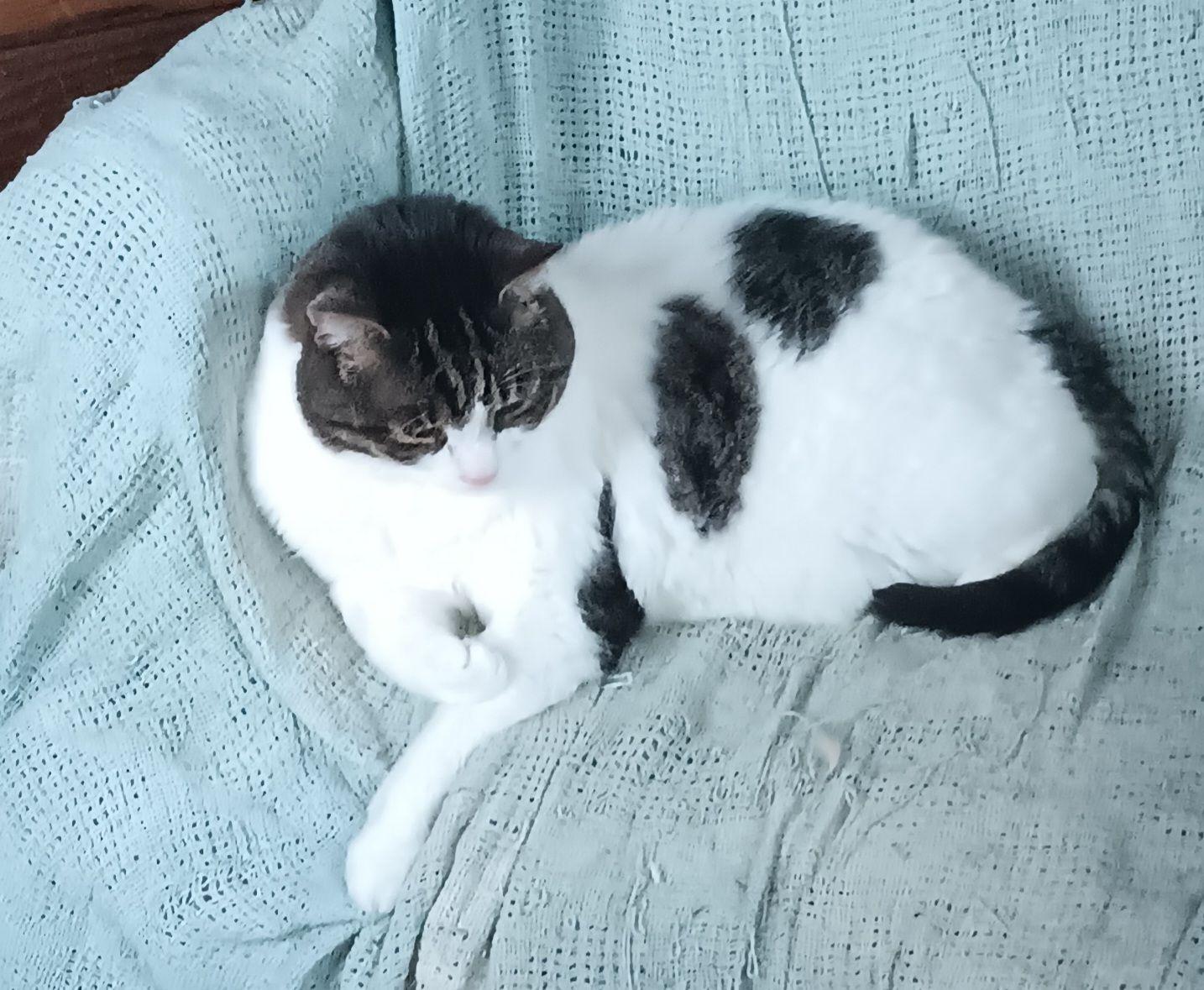 Peter Bradley, Adoptable, Adult Male Domestic Short Hair.