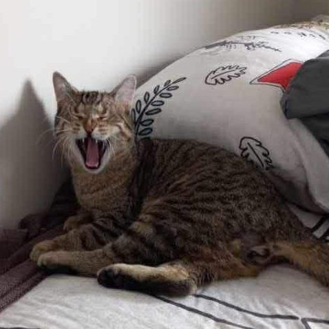 Enlarge GEORGE, a Adoptable Domestic Short Hair in Tillsonburg, ON image 1/2