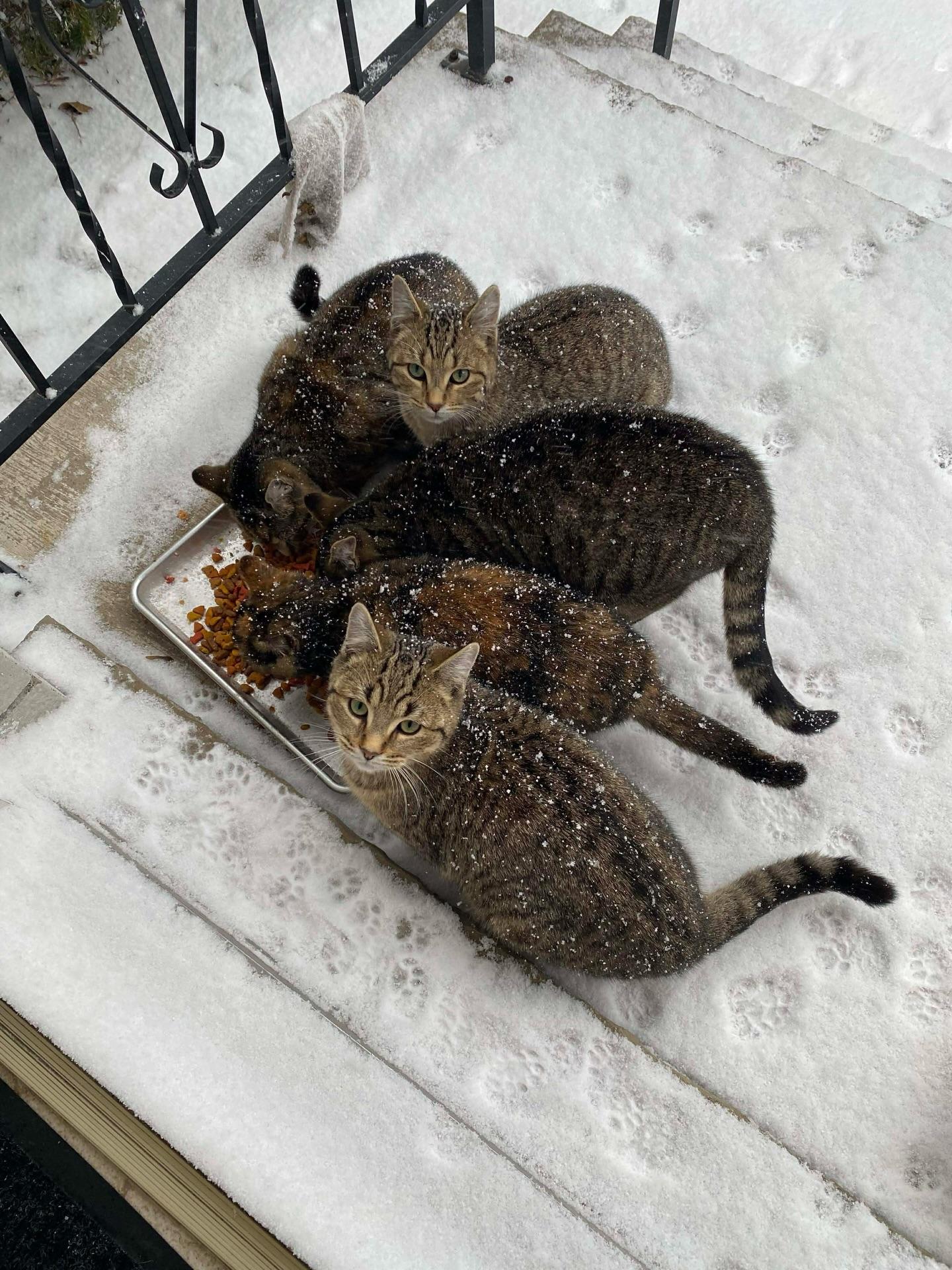 Enlarge GEORGE, a Adoptable Domestic Short Hair in Tillsonburg, ON image 1/1