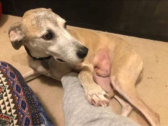 Enlarge Duke Hound dog, a Adopted mixed breed in Bellaire, TX image 2/5